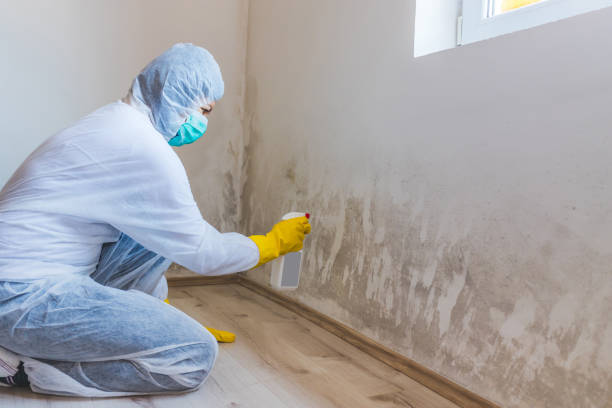Licensed Mold Remediation service in Williamsport, PA - WQB Mold Removal
